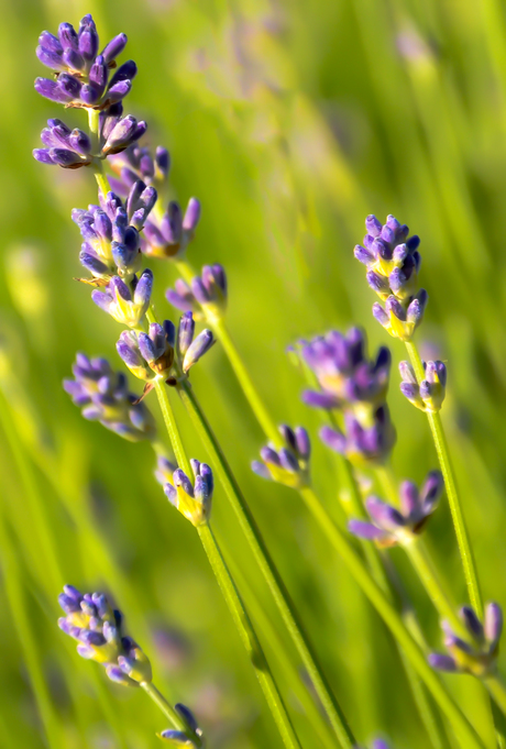 Lavendel bij avondlicht