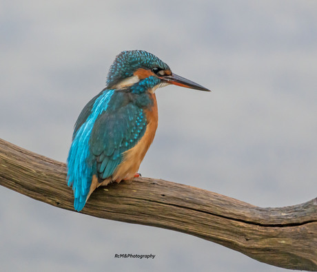 De IJsvogel.