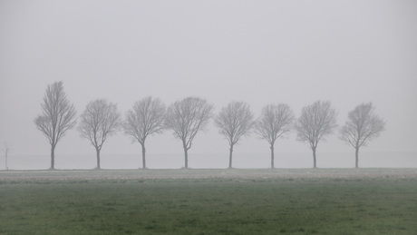 Op een rijtje in de mist