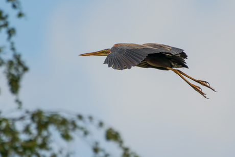 Purperreiger 