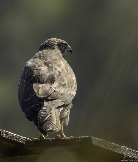 Buizerd