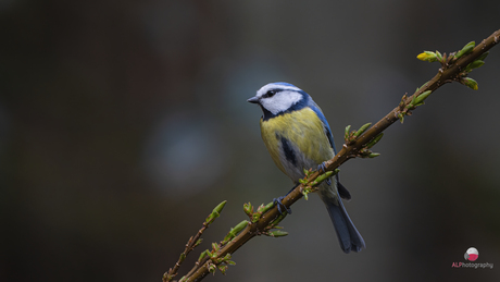 Pimpelmees in vroege lente 