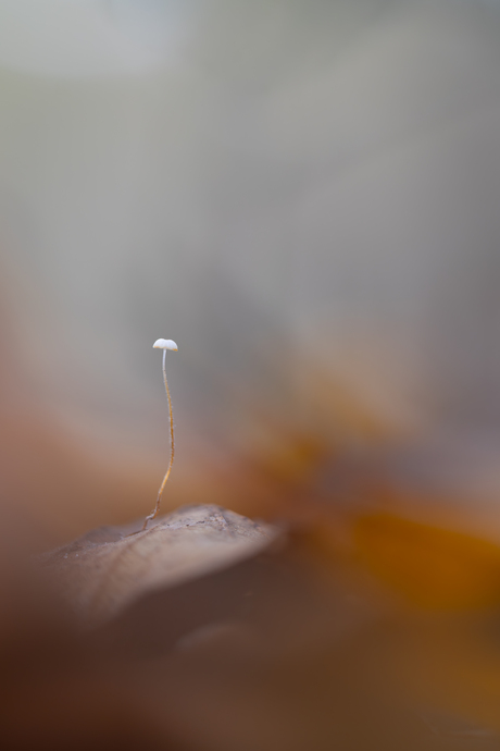 Surfing on the leafs