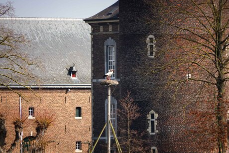 Ooievaarsnest op stand