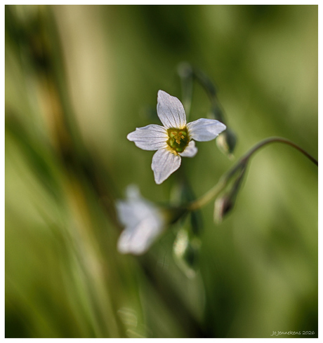 Geelhartje(Linum catharticum)