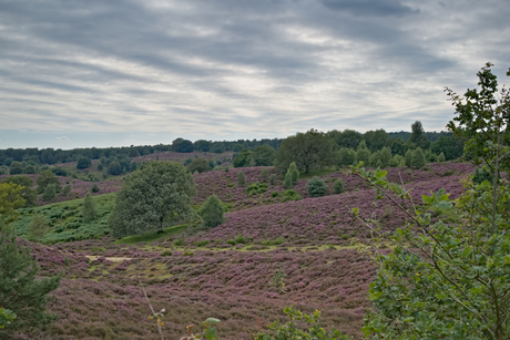 Posbank bloeiende heide