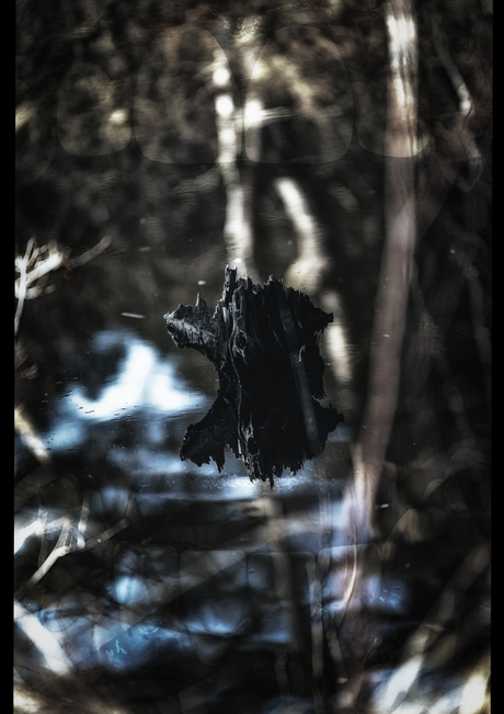 Verotte stam in water 