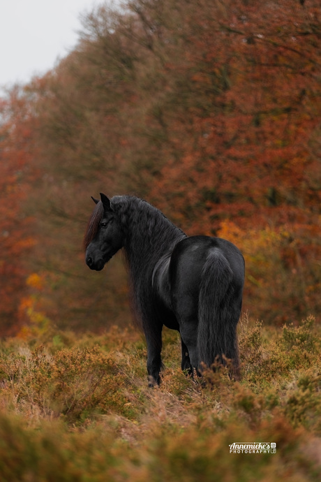 Fries paard in de herfst