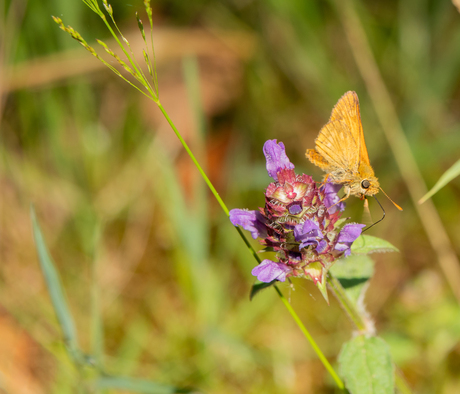 natuur in Diner Dansant