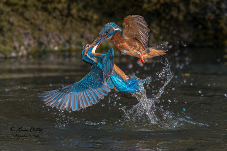 Vechtende IJSvogels