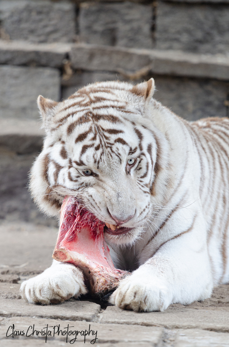Witte Bengaalse tijger
