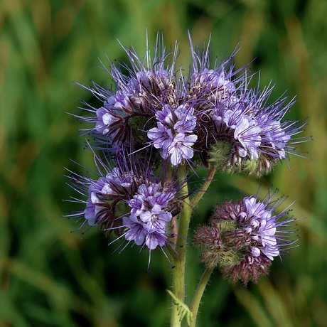 Phacelia Tanacetifolia (Bijenbrood)