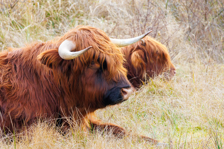 Schotse Hooglander