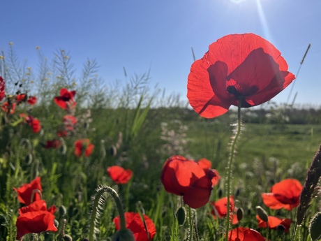 Klaproos = lente!