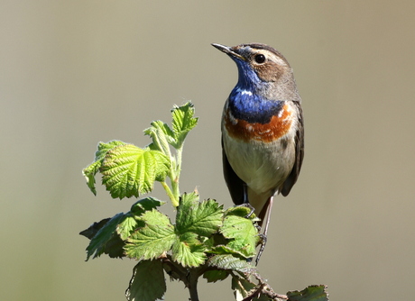 blauwborst