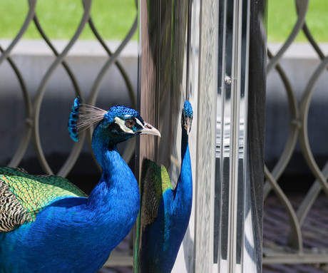 Duldt geen concurrentie 