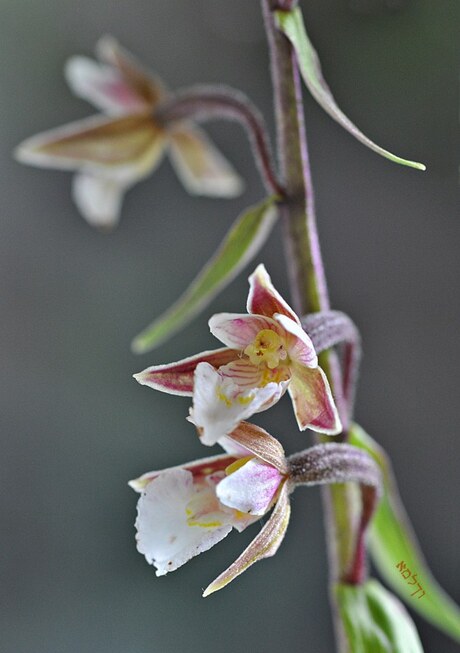 Moeras orchidee