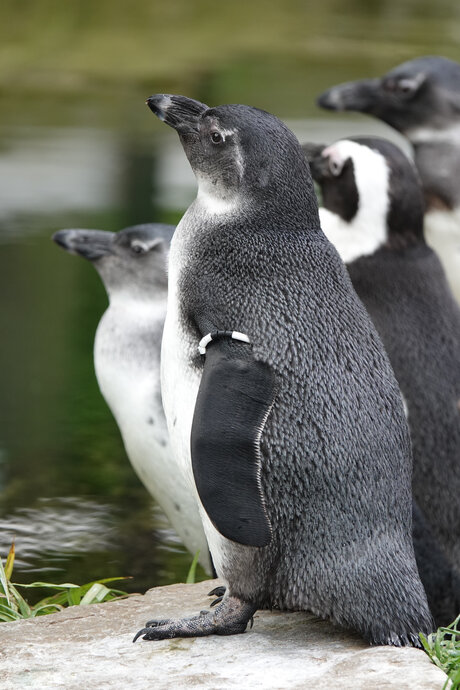 Zwartvoetpinguïns