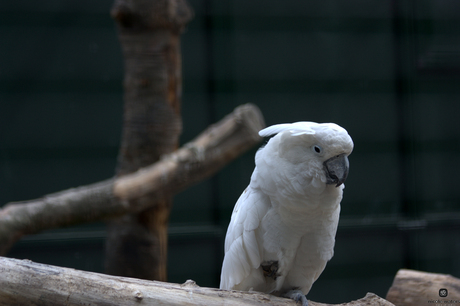 witte pappegaai