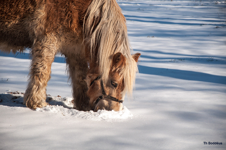 2102110145Rm paard in de winter