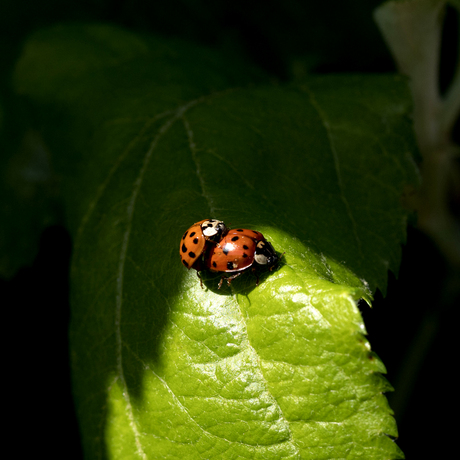 samen