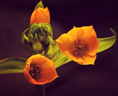 Wat kunnen bloemen in een binnen plant je in Feb. blij maken. "De zonnester"