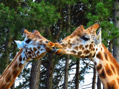 Kussende giraffen