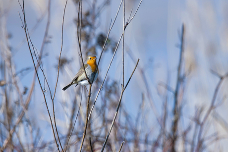 Roodborst