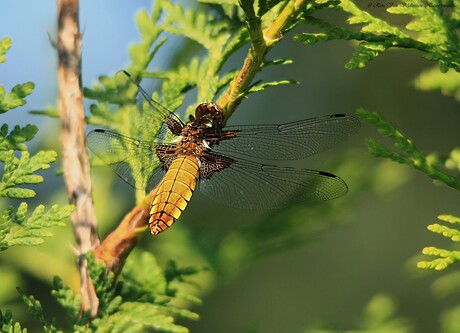 Platbuik        { Vrouwtje }