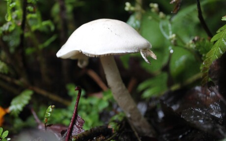 Little mushroom in the rain