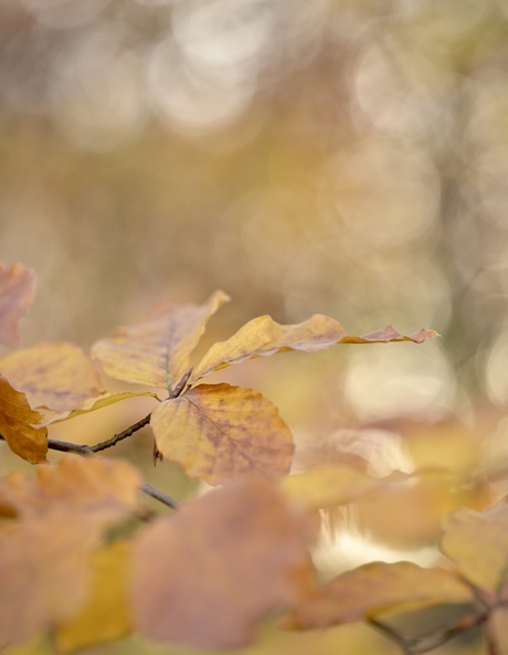 Bokeh-bubbles