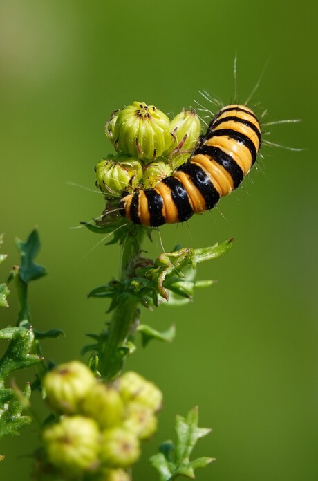 Rups van de Sint jacobsvlinder