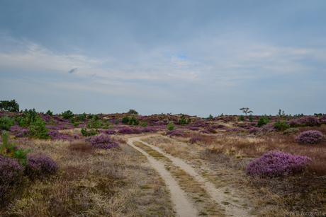 Kale Duinen 