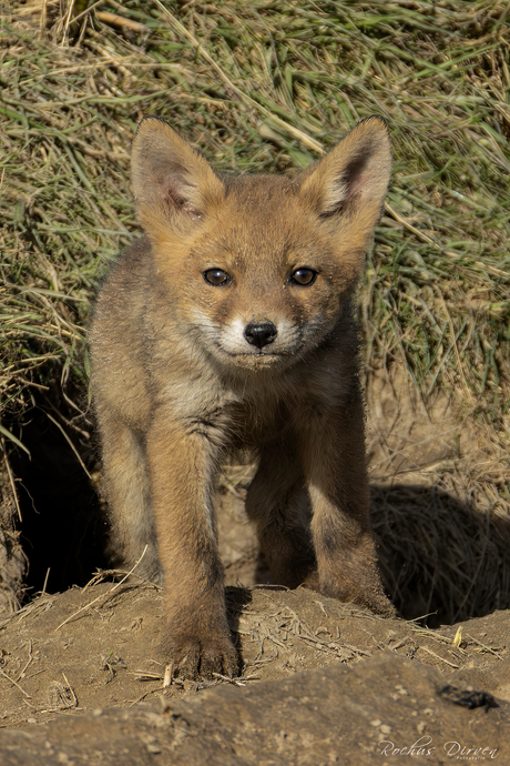 Jonge vos