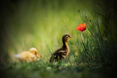 Baby-eendjes