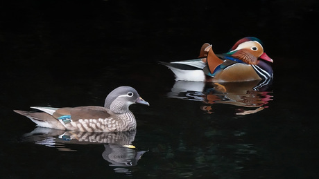 Koppel mandarijneenden