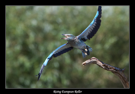 Rising European Roller
