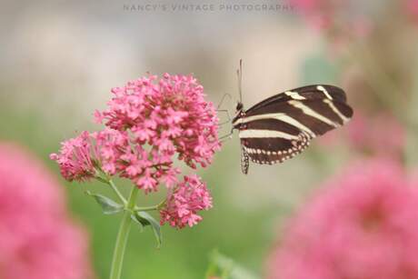 Zebra vlinder 