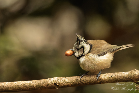 de pinda en de kuifmees deel 2