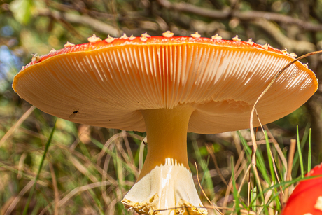 Wat verwacht je op een vliegenzwam ... een vliegje