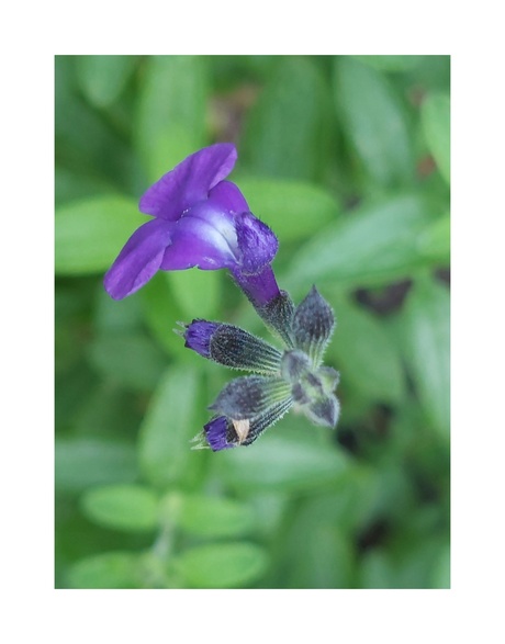 Macro