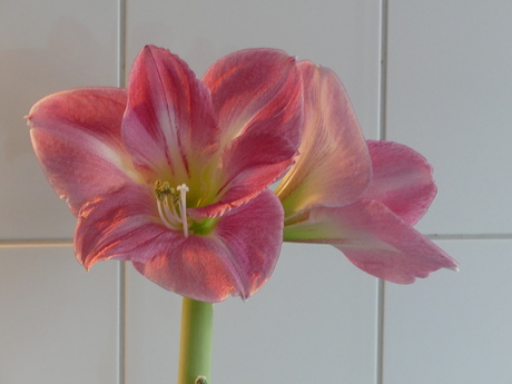 Amaryllis