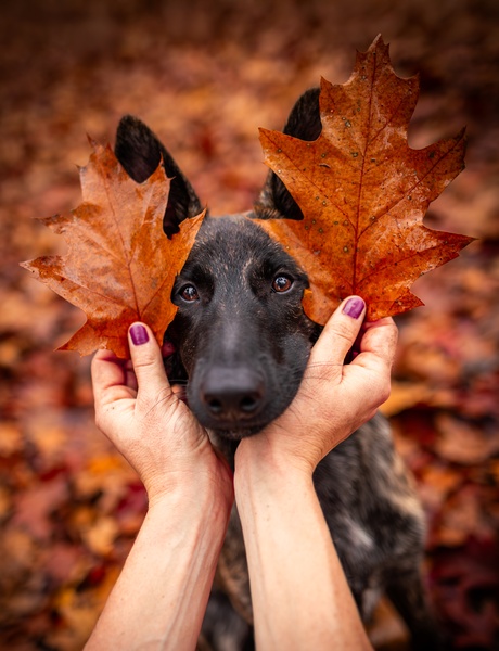 De laatste herfstblaadjes