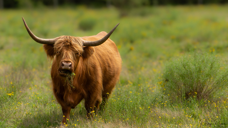 Schotse Hooglander