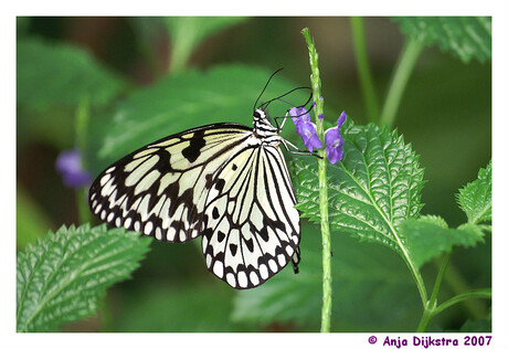 Idea Leuconoe in Blijdorp