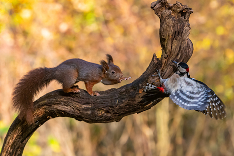 De eekhoorn en de specht