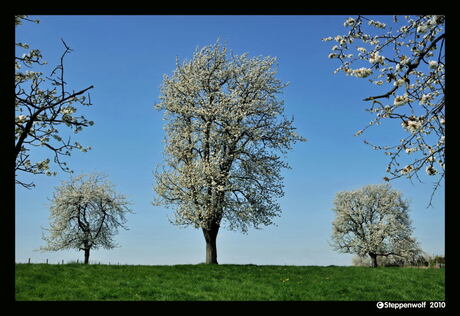 Drie Fruitbomen