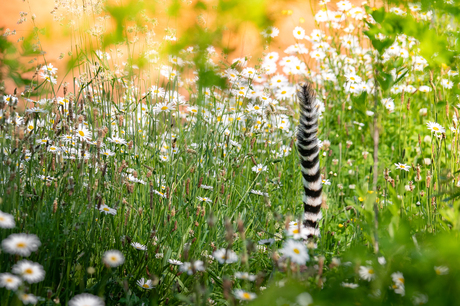 Maki in het hoge gras