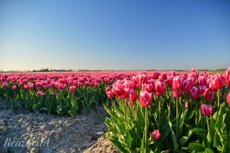 Tulpen op Flakkee