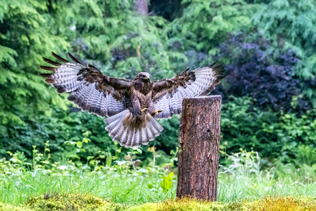 Machtige buizerd